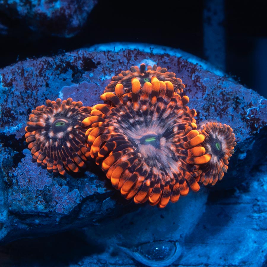 SBM Zoanthus Utter Chaos