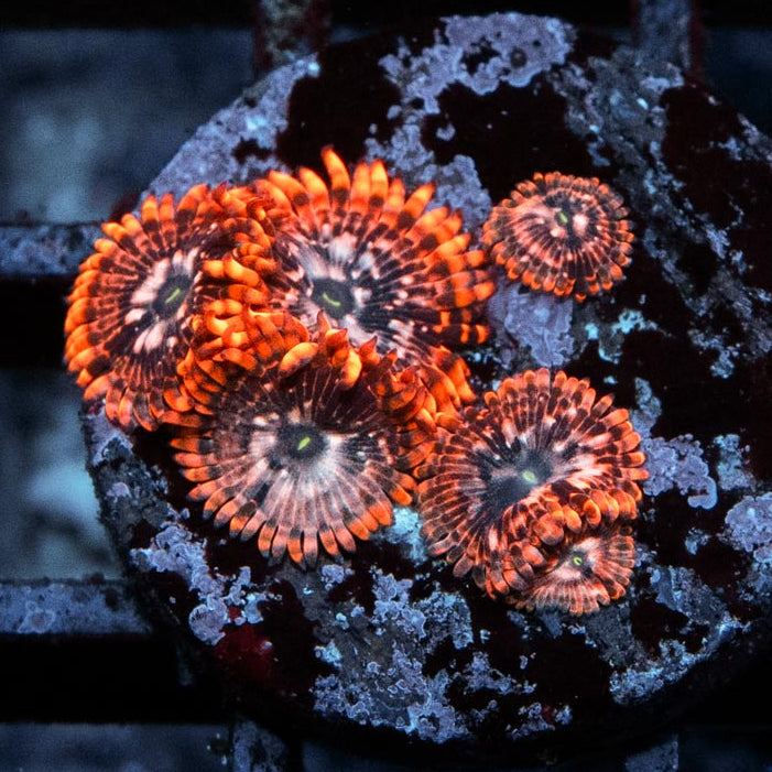 SBM Zoanthus Utter Chaos 6 pol