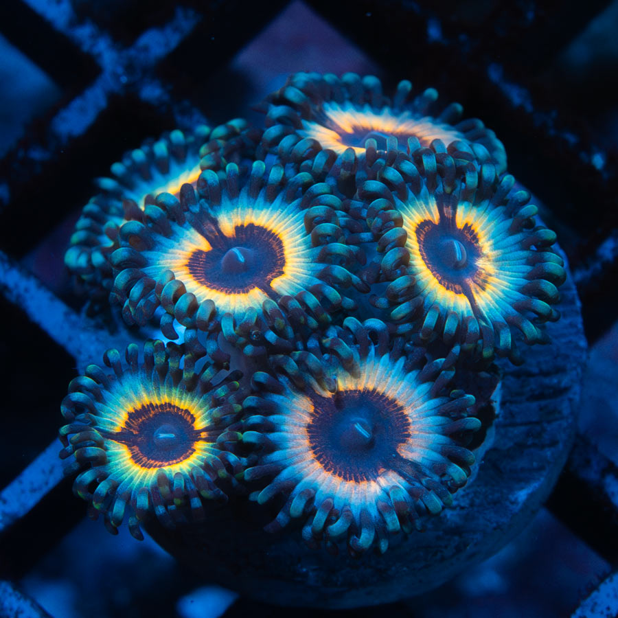 SBM Zoanthus Vampire In Drag 6 pol