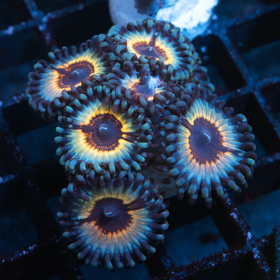 SBM Zoanthus Vampire In Drag