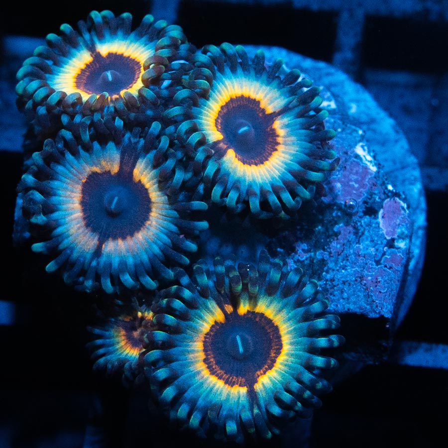 SBM Zoanthus Vampire In Drag 5 pol