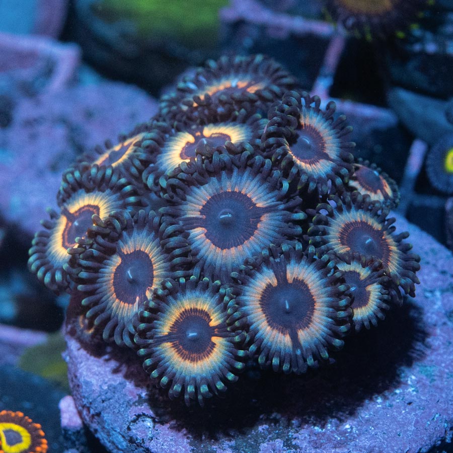 SBM Zoanthus Vampire In Drag (colonia 15 pol)