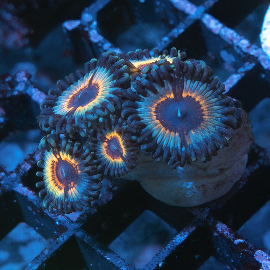 SBM Zoanthus Vampire In Drag