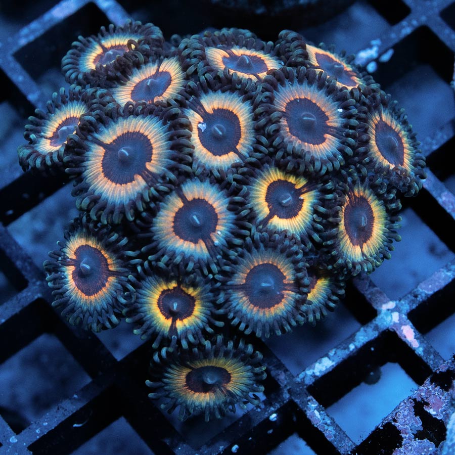 SBM Zoanthus Vampire In Drag 20 pol