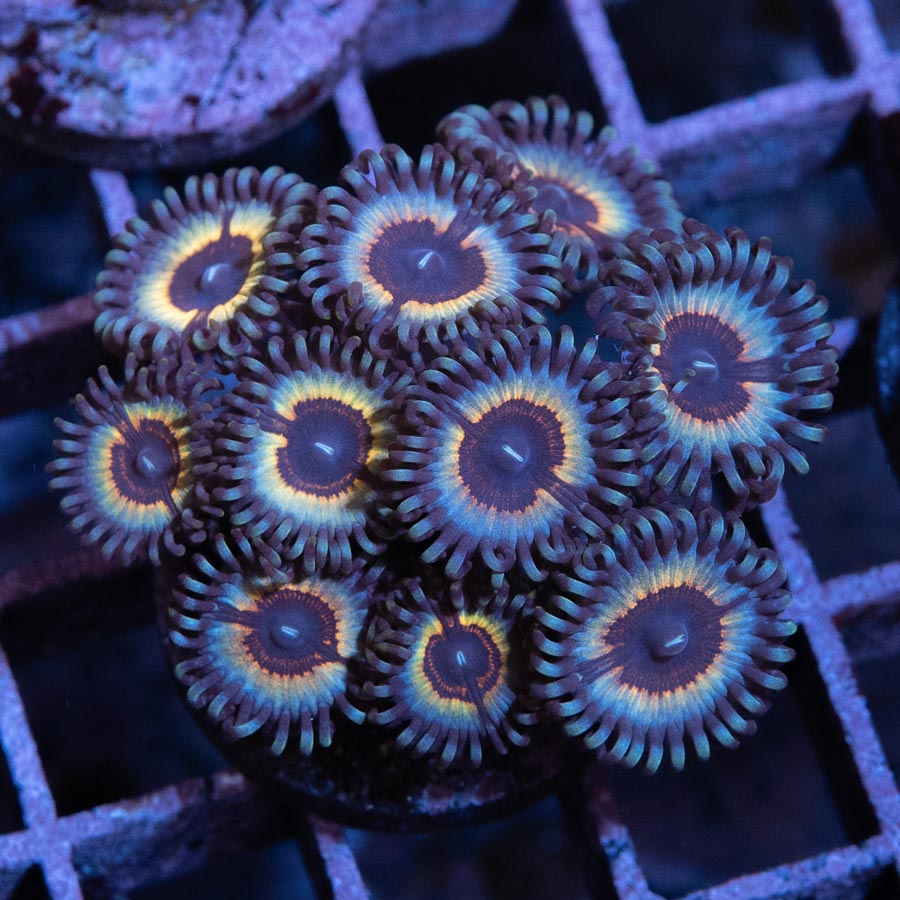 SBM Zoanthus Vampire In Drag 10 pol