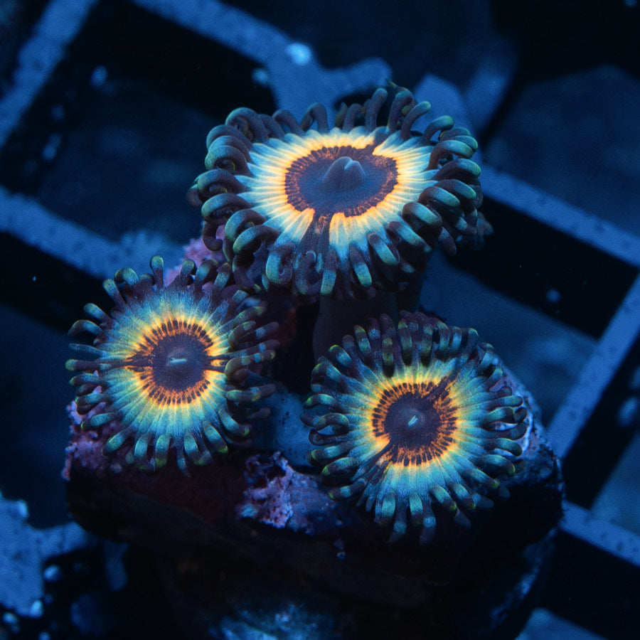 SBM Zoanthus Vampire In Drag