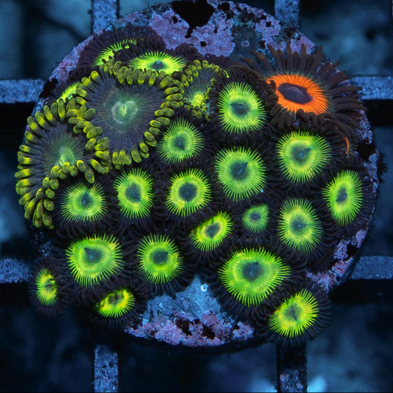 SBM Zoanthus Mix (kriptonite, agent orange, radioactive) 30 pol