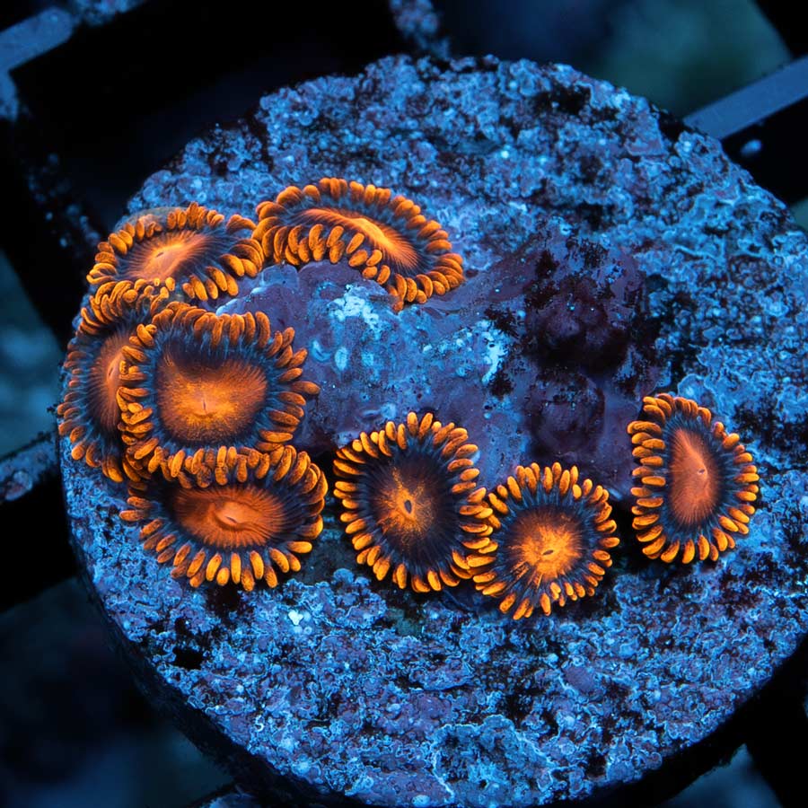 SBM Zoanthus Bam Bam 8 pol