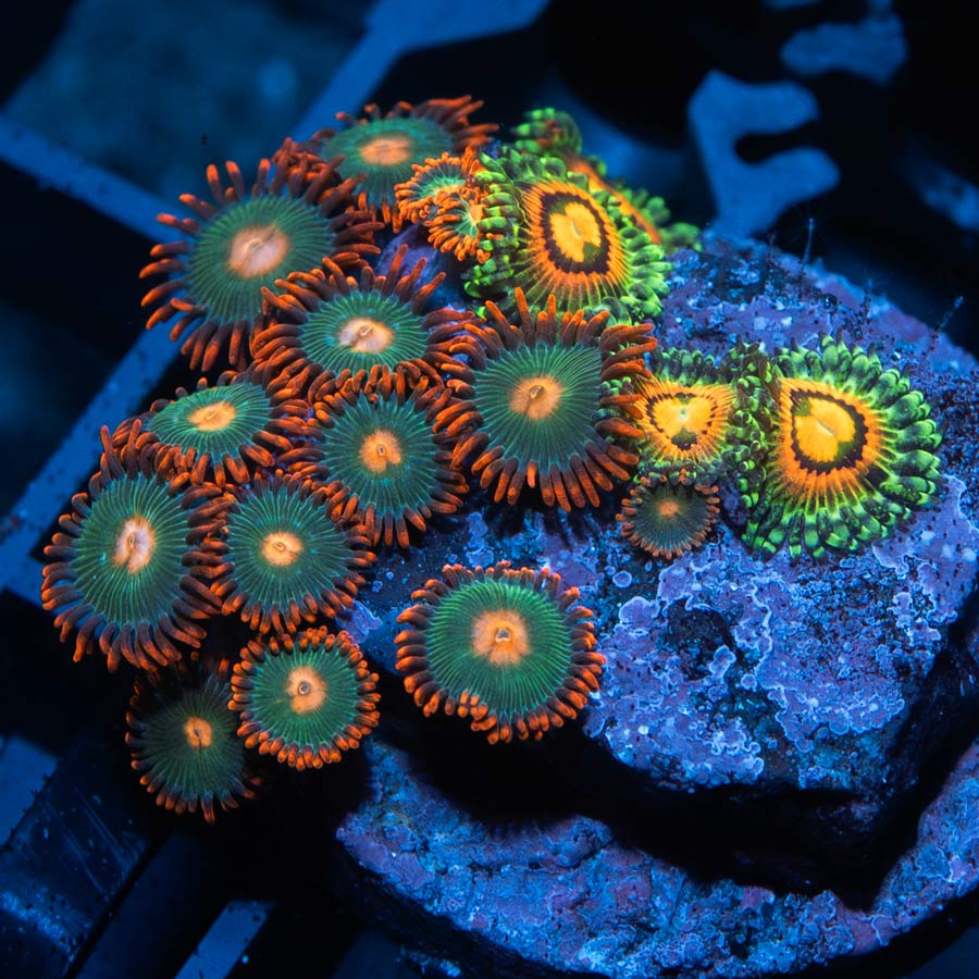 SBM Zoanthus Gatorade + Rainbow Incinerator