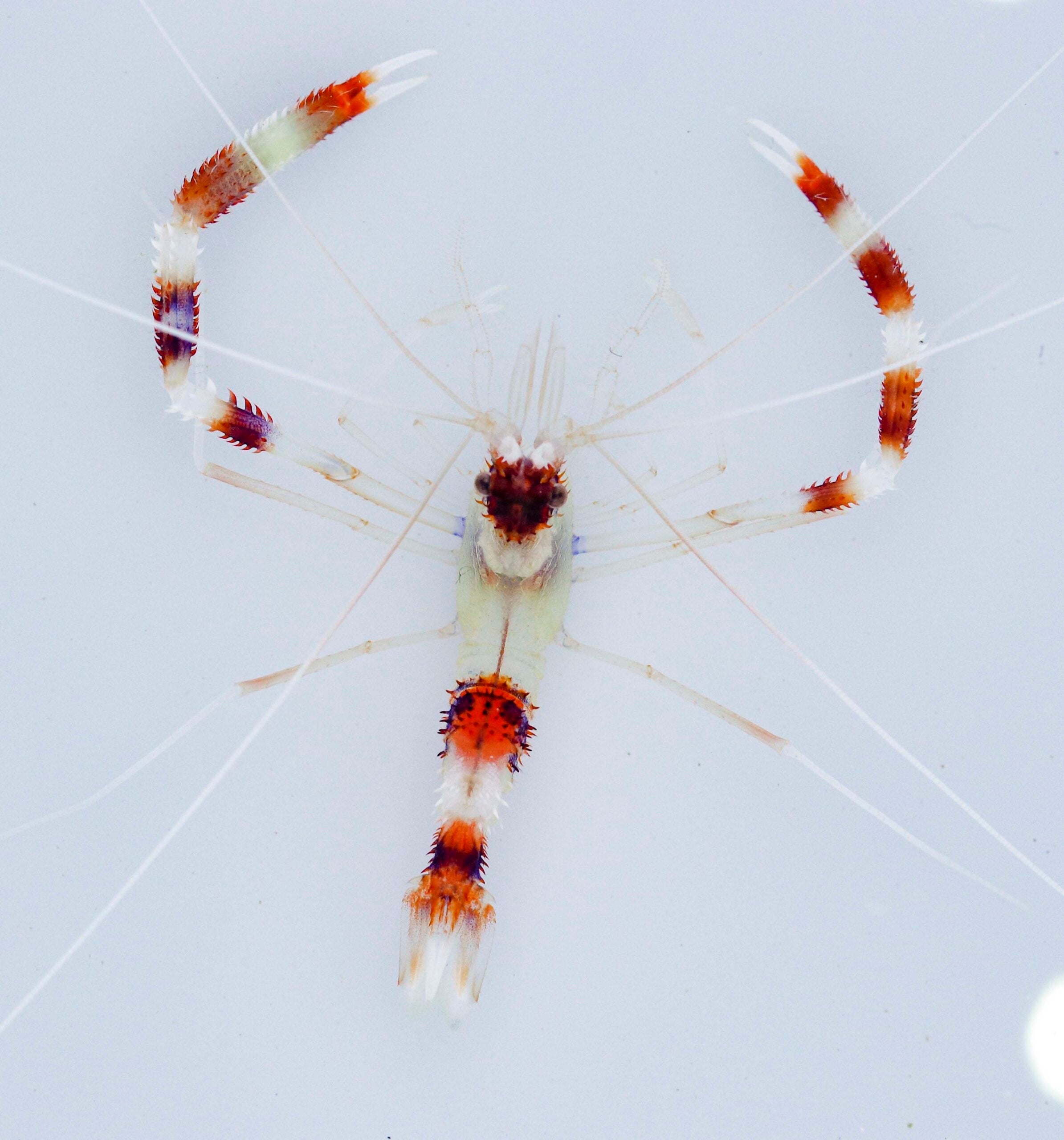 Stenopus Hispidus md