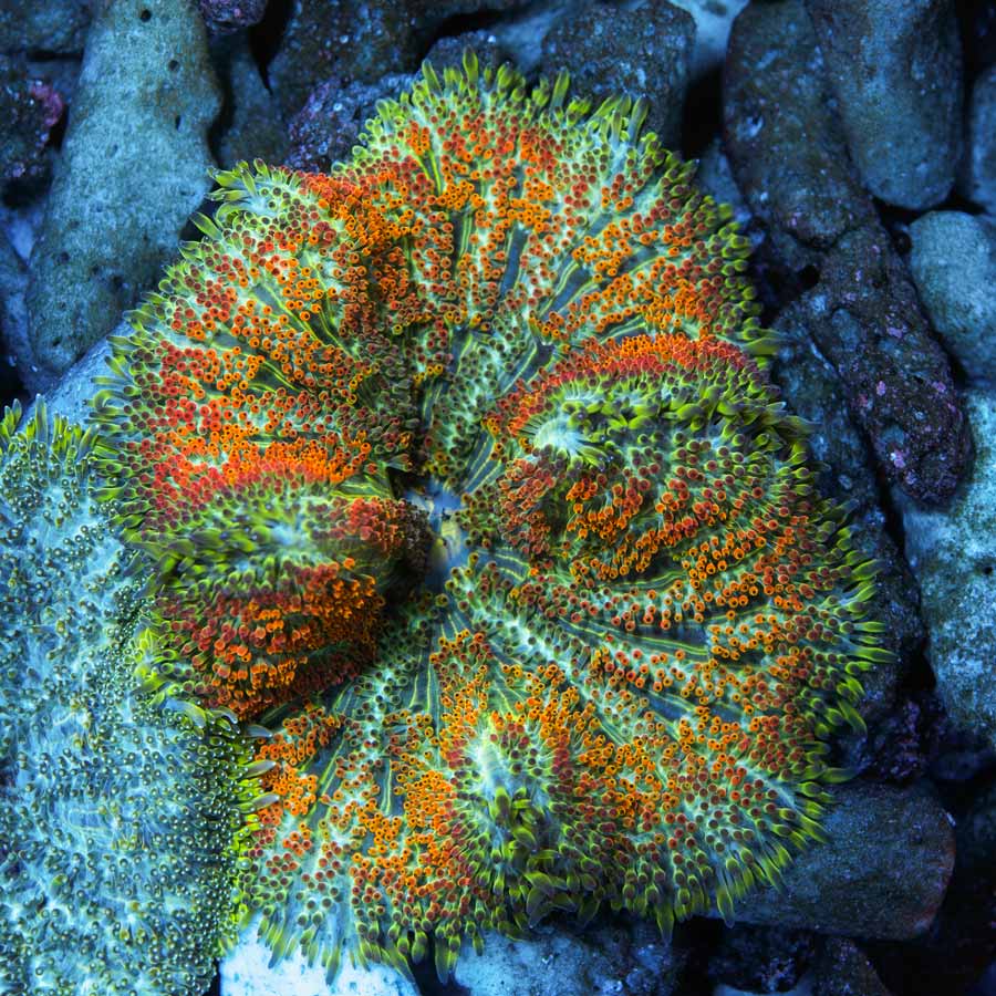 Stychodactila tapetum Mini (super resistente)