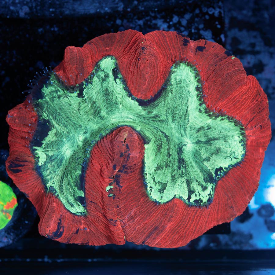 Trachyphyllia Crazy XL 13cm