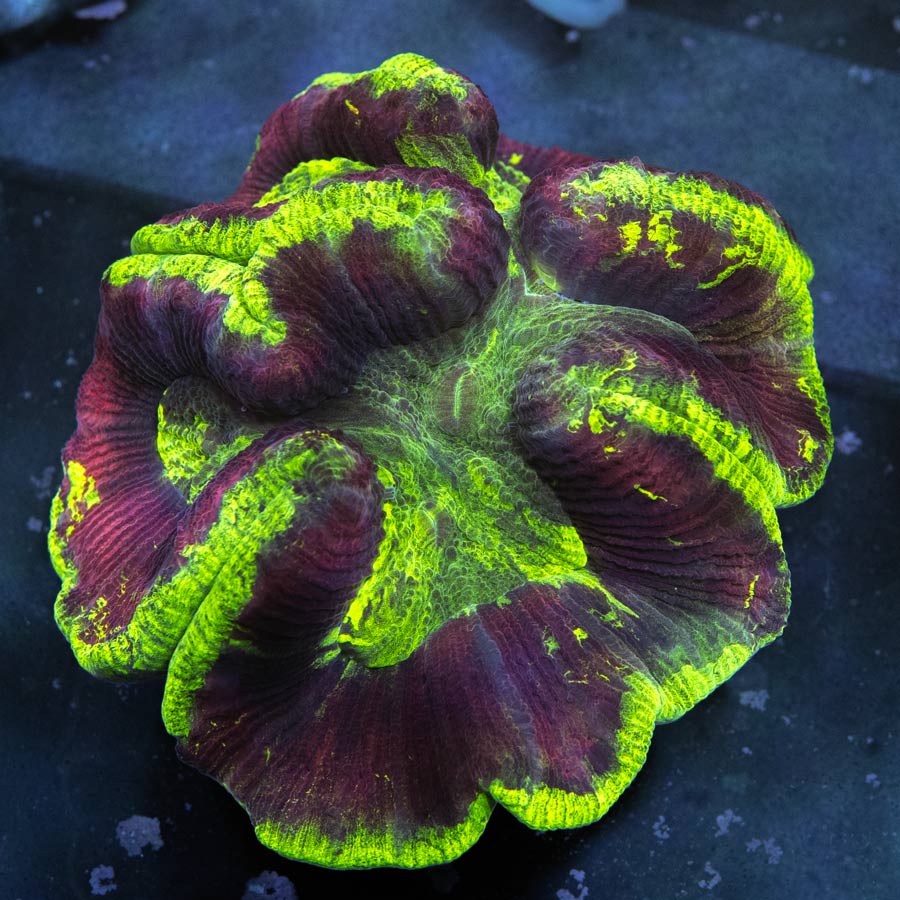 Trachyphyllia Rainbow (espectacular) 8 cm
