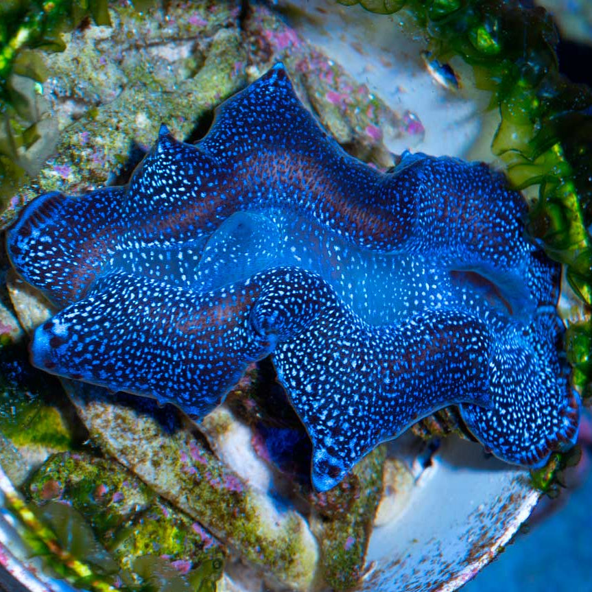 Tridacna Maxima Ultra Electric Blue 6 cm