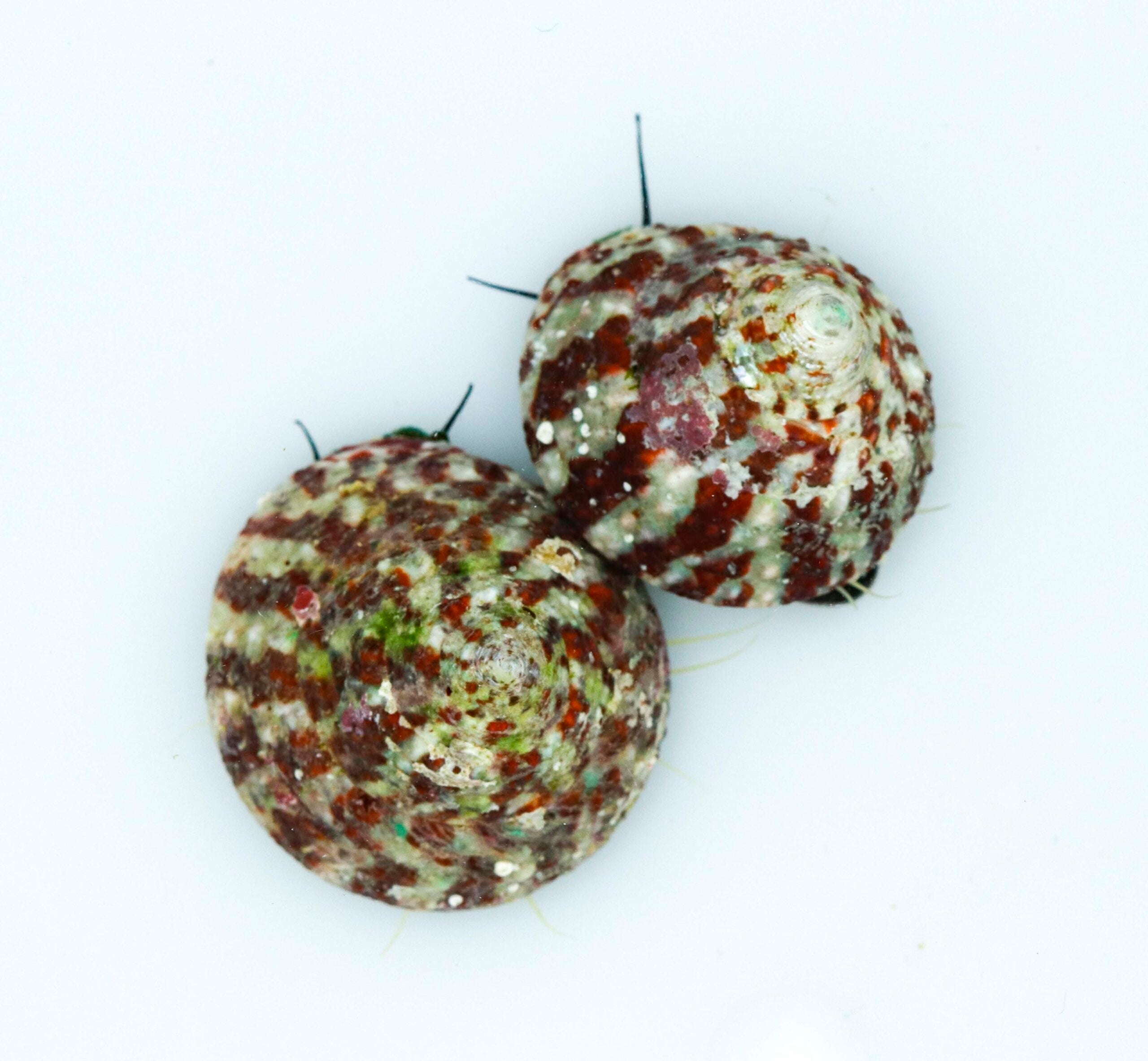 Caracol Trochus Histrio