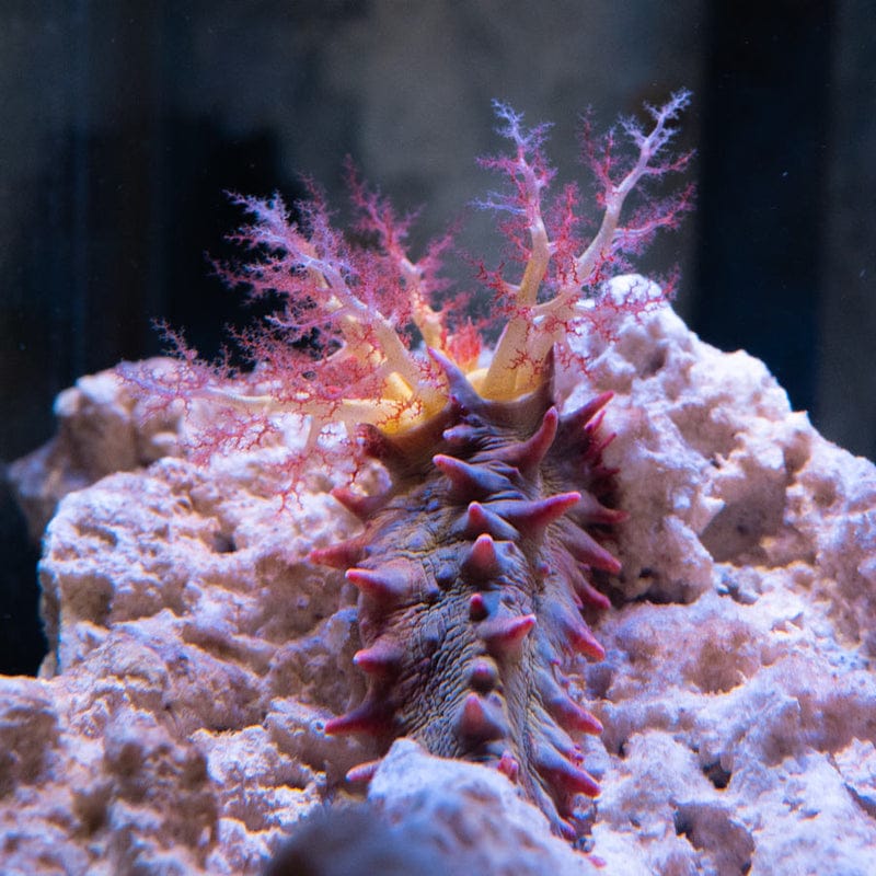 Colochirus Crassus (pepino de mar)