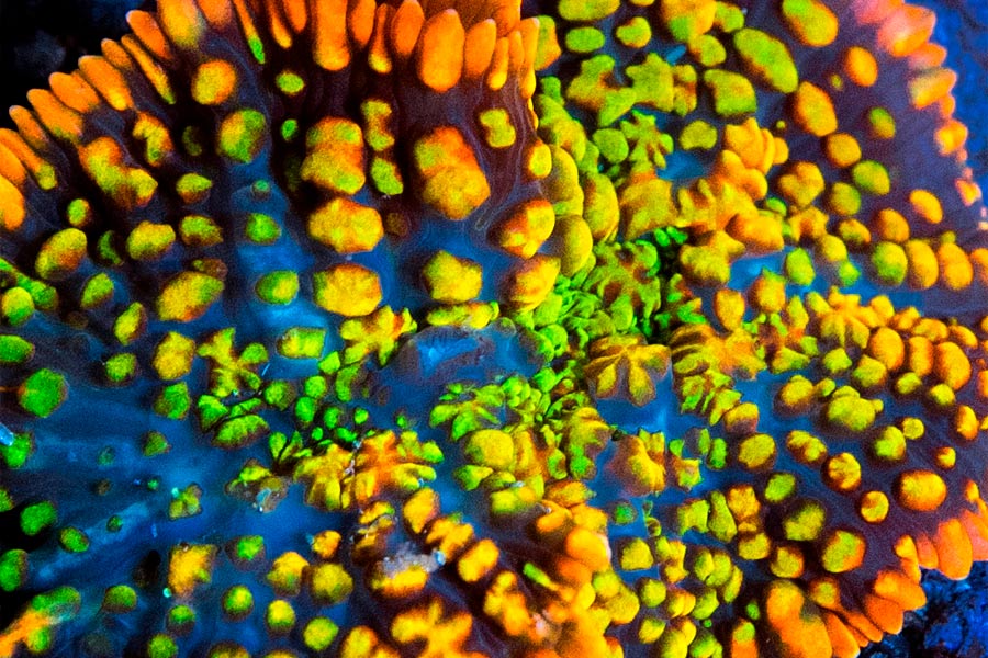 El papel del KH, Ca y Mg en el crecimiento de los corales