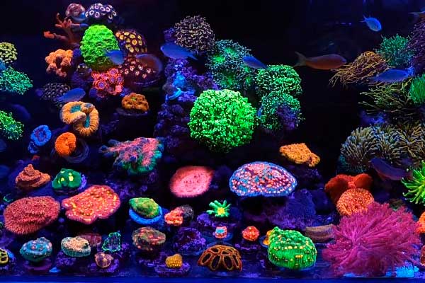 Acuario marino con corales