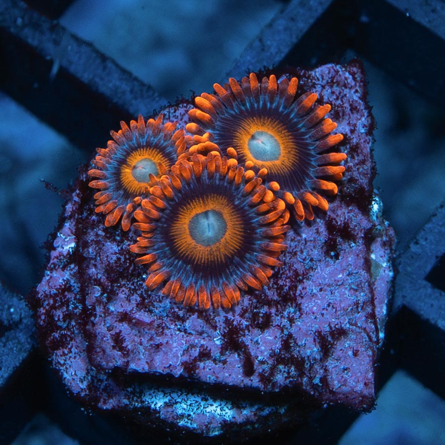 SBM Zoanthus Tequila Sunrise 3 pol