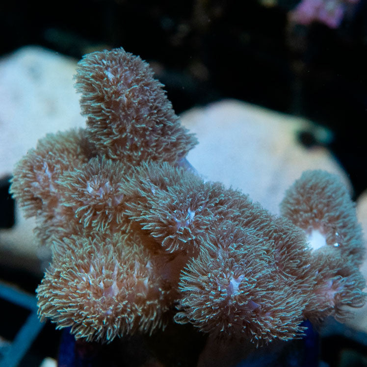 SBM Sinularia Pink  Hairy