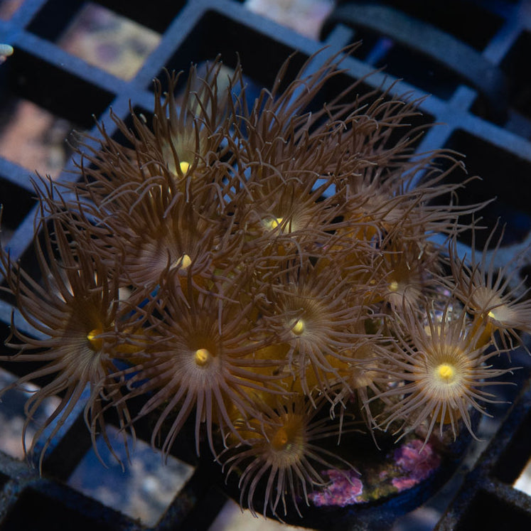 SBM Parazoanthus Yellow