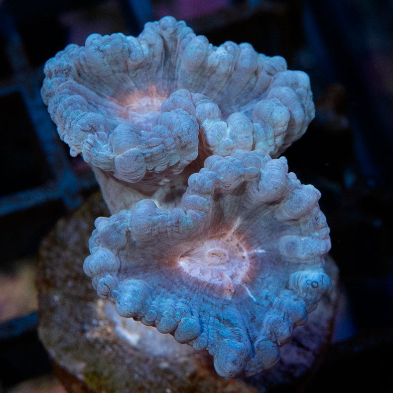 SBM Caulastrea "Lavender in spring" 2 pol.