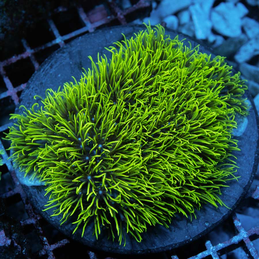 SBM Briareum Ultra XL