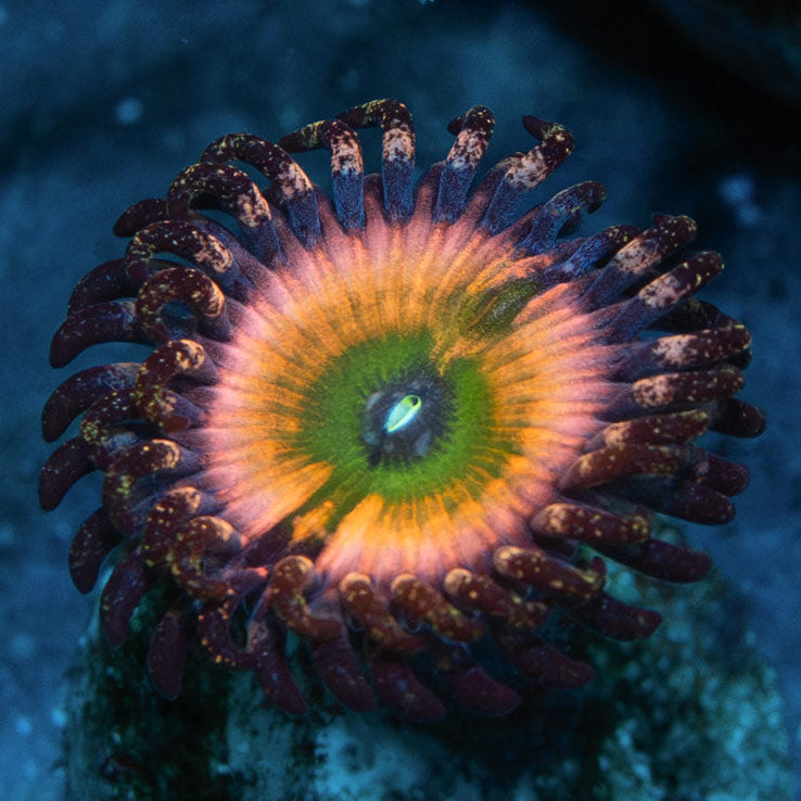 SBM Zoanthus Rainbow Infusion