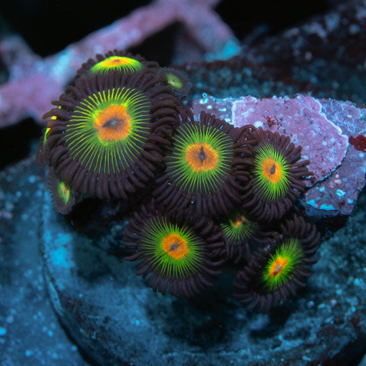 SBM Zoanthus Rasta Reverse 10 pol