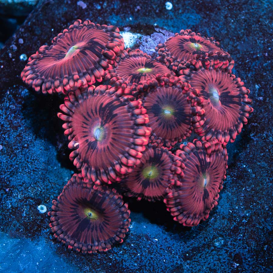 SBM Zoanthus PlayBoy Bunny 10 pol