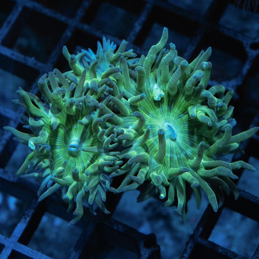 SBM Duncanopsammia Axifuga 3 pol