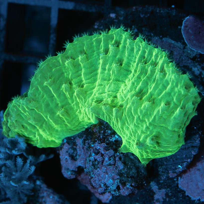 SBM Sinularia Plato Fluor