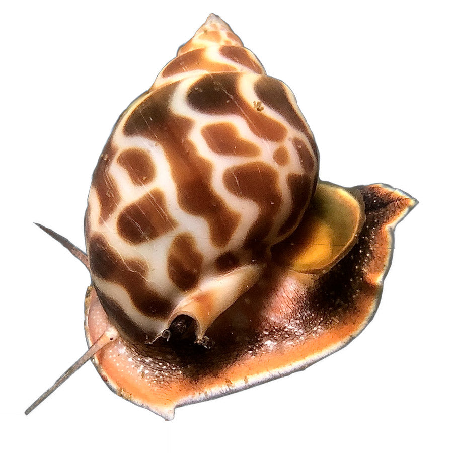 Caracol Nassarius Leopardo (Babylonia Formosae)