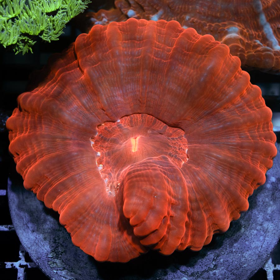 Cynarina Blood (muy roja) 7 cm
