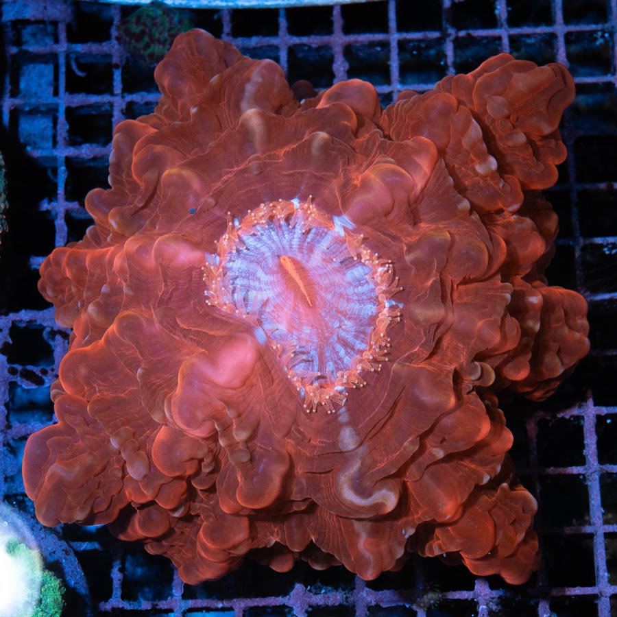 Cynarina Scarlet Eclipse (12 cm)