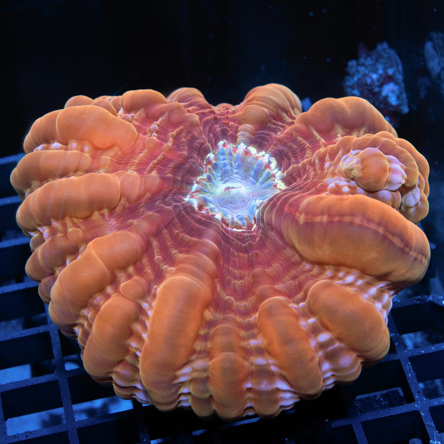 Cynarina Peach Portal (9 cm)
