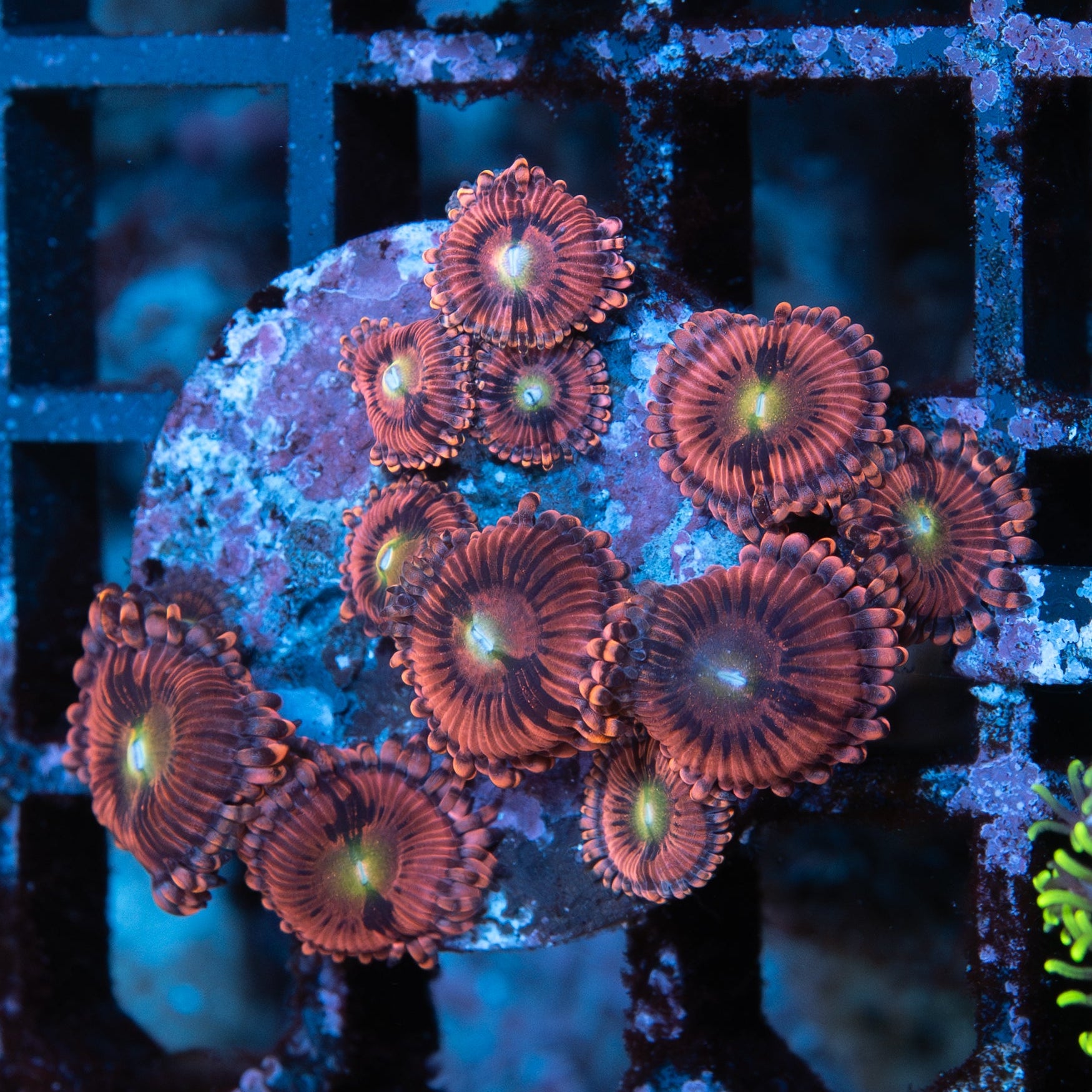 SBM Zoanthus PlayBoy 10 pol