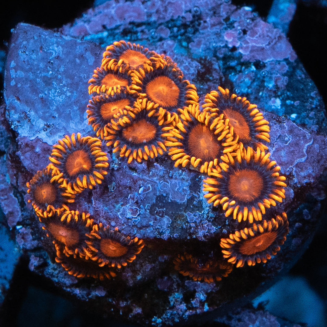 SBM Zoanthus Bambam 15 pol