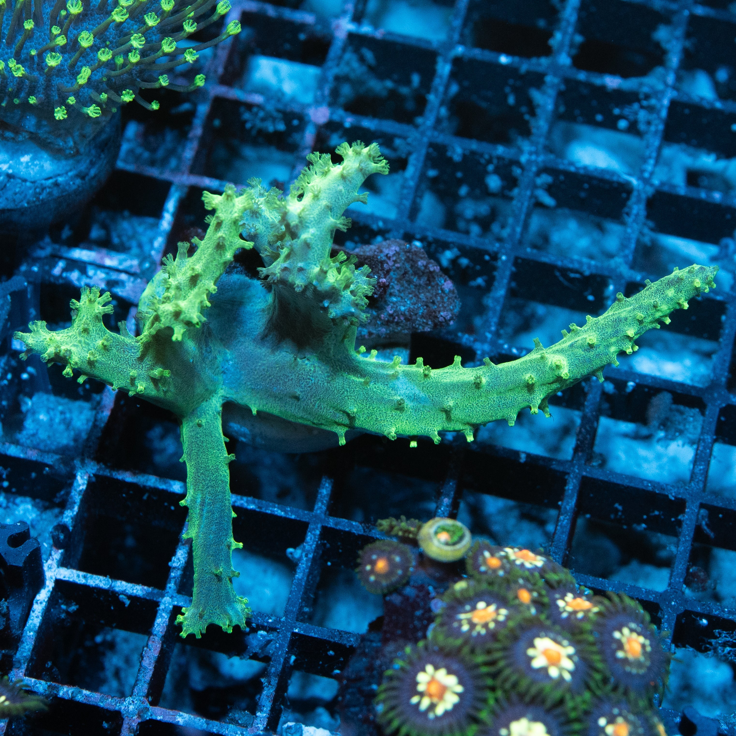 SBM Sinularia Flexibilis "Haribo"