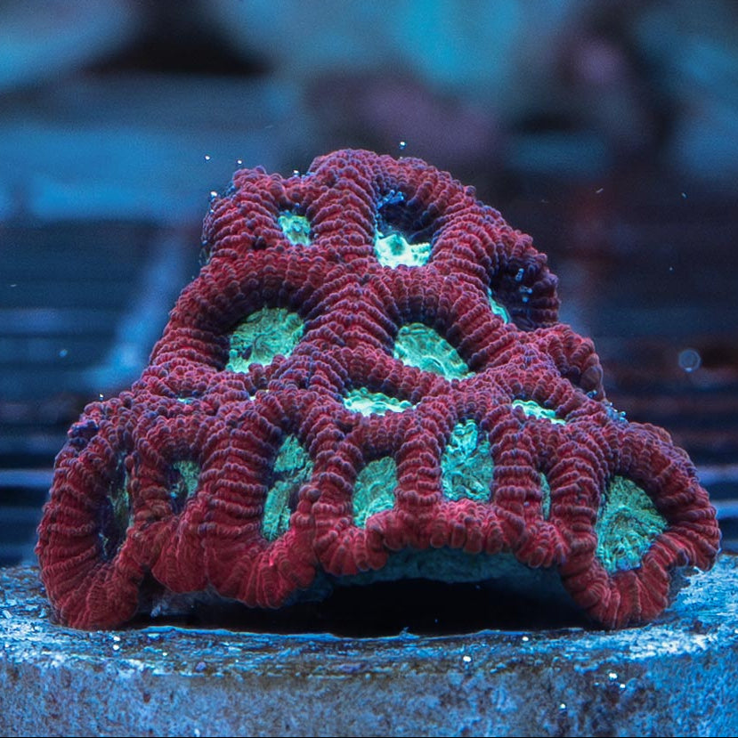 SBM Favia Blood 4 cm