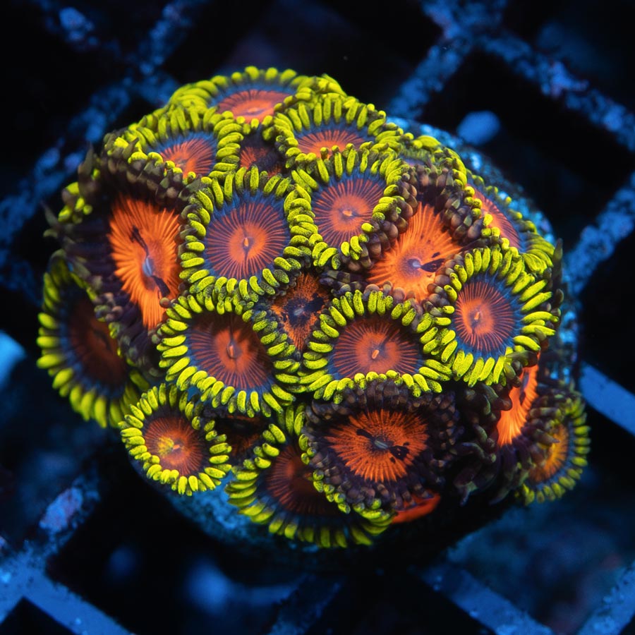 SBM Zoanthus Blood Sucker + Dragon Eyes 30 pol