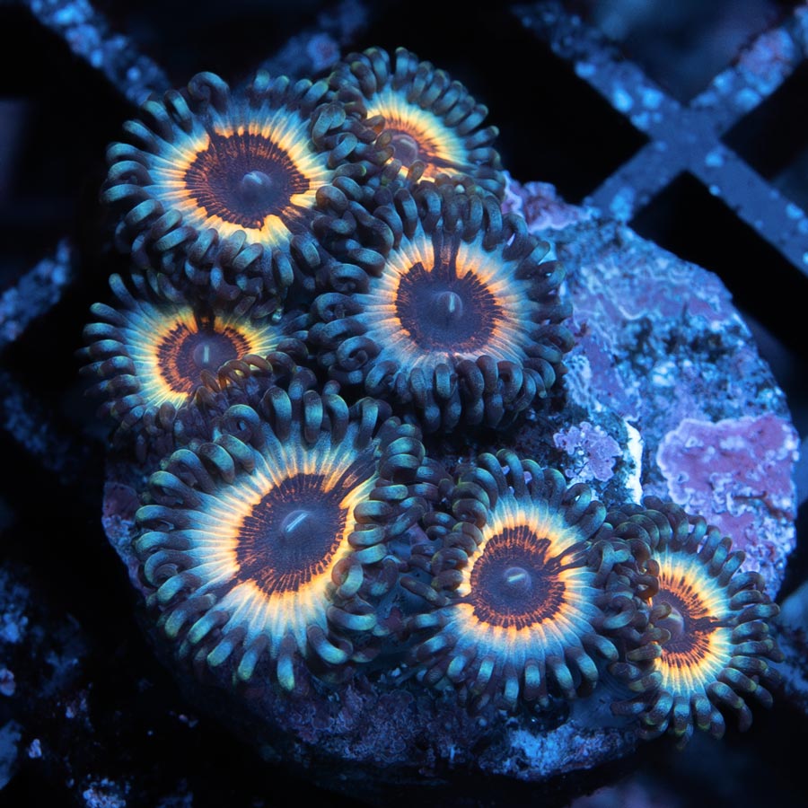 SBM Zoanthus Vampire In Drag 7 pol
