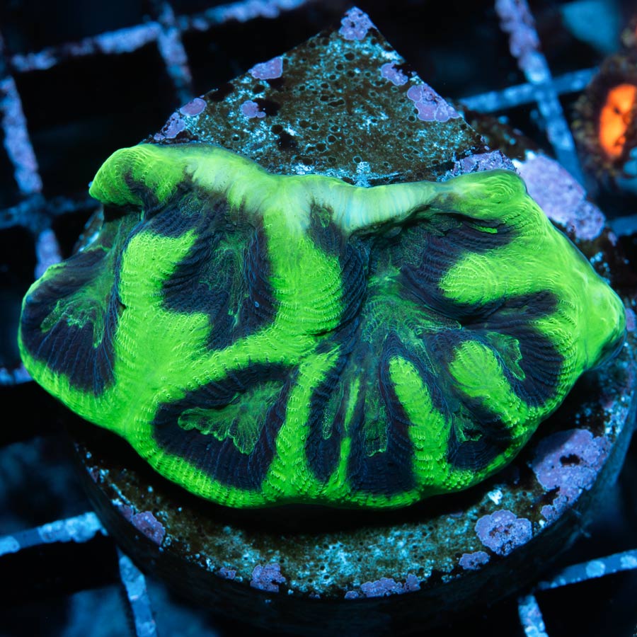 SBM Favia Prism Brain