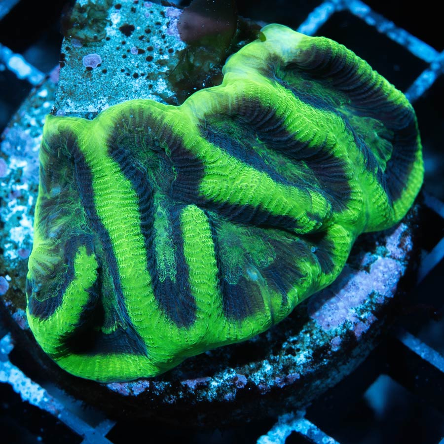 SBM Favia Prism Brain