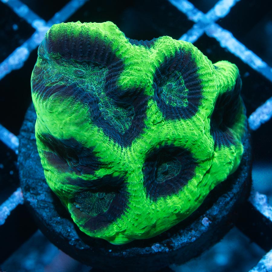 SBM Favia Prism Brain