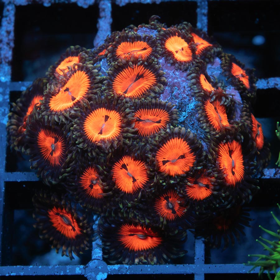 SBM Zoanthus Blood Sucker 30 pol