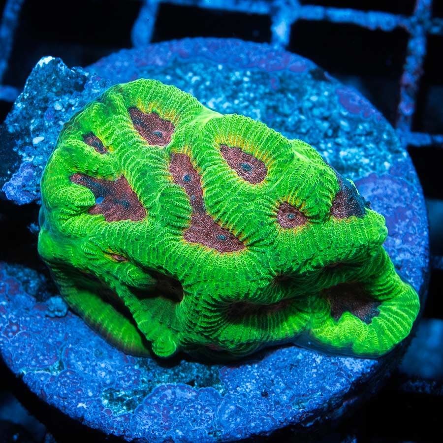 SBM Platygyra Pink