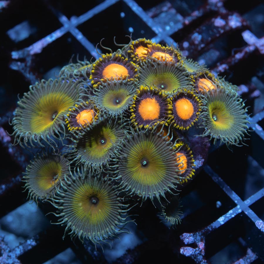 SBM Zoanthus Mix (Midas + Jerk)