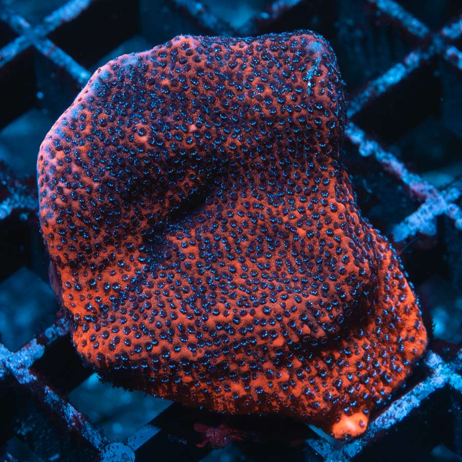 SBM Montipora Superman
