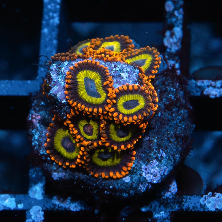 SBM Zoanthus Fruit Loops 15 pol